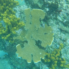 Acropora palmata