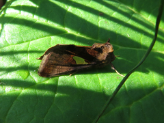 Autographa bractea