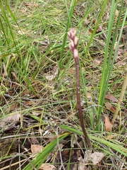 Dipodium