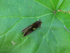 Autographa bractea