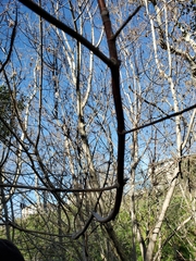 Acer negundo