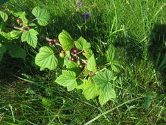 Ribes nigrum