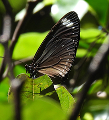 Euploea tulliolus
