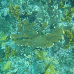 Acropora palmata