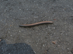 Ommatoiulus sabulosus