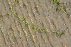 Elodea