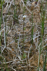 Primula egaliksensis