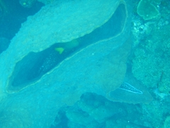 Gymnothorax moringa