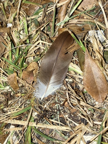 Plume de Ibis blanc