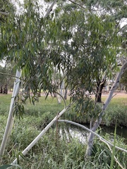Eucalyptus grandis