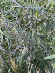 Eucalyptus grandis