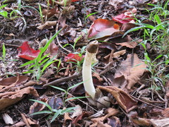 Phallus atrovolvatus