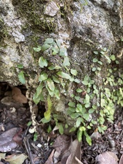 Microgramma heterophylla