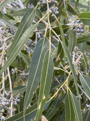 Eucalyptus grandis
