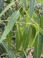Eucalyptus grandis