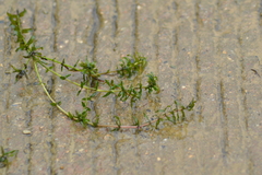 Elodea canadensis