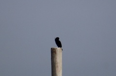 Phalacrocorax carbo