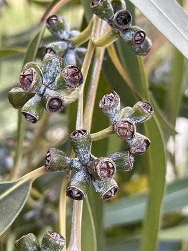 Eucalyptus grandis