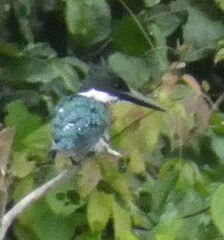 Chloroceryle americana