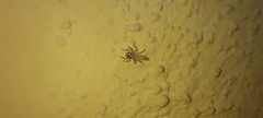Salticinae