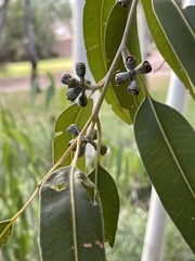 Eucalyptus grandis