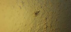 Salticinae