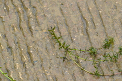 Elodea canadensis
