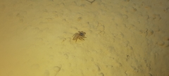 Salticinae