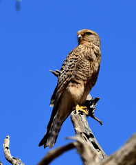 Falco rupicoloides