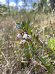 Chiococca parvifolia