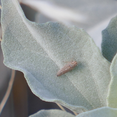 Amphigonalia severini