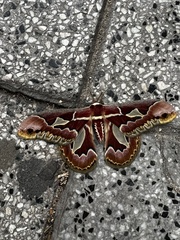 Rothschildia jacobaeae