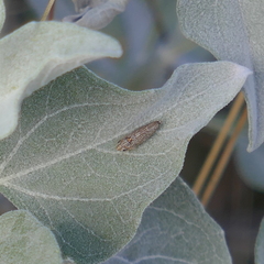 Amphigonalia severini