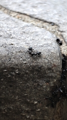 Crematogaster