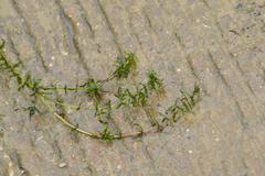 Elodea canadensis