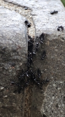 Crematogaster