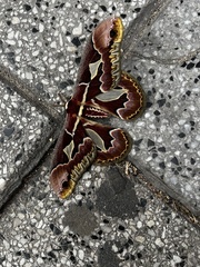 Rothschildia jacobaeae