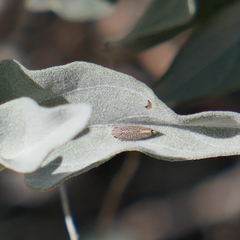 Amphigonalia severini