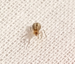 Cryptachaea veruculata