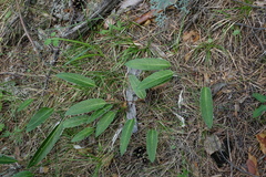 Saussurea lenensis