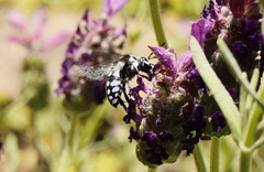 Thyreus caeruleopunctatus