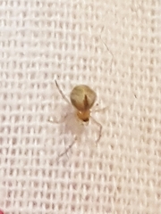 Cryptachaea veruculata