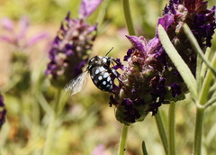Thyreus caeruleopunctatus