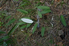 Saussurea lenensis