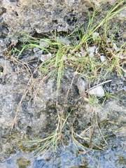 Zoysia
