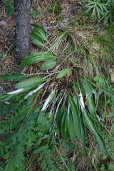 Saussurea lenensis