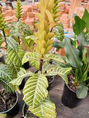 Aphelandra squarrosa