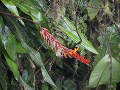 Pitcairnia brittoniana image