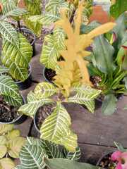 Aphelandra squarrosa