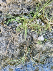Zoysia